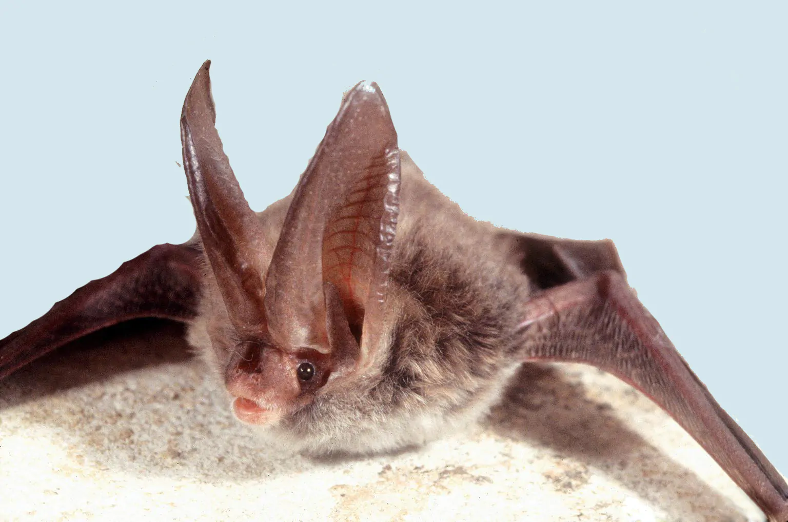 Rafinesques Big eared Bat main